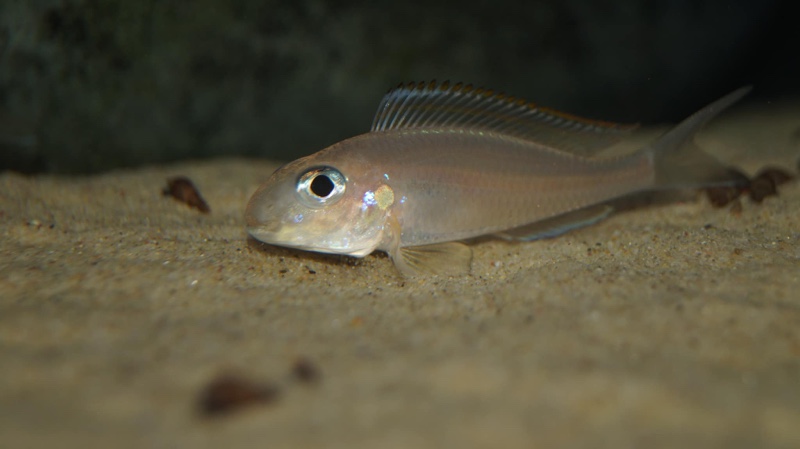 Xenotilapia nasus